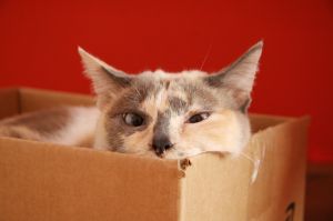 lua-in-the-box-1037080-m