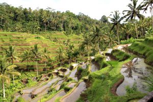 rice_plantation